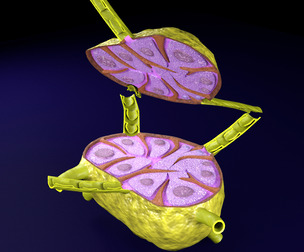 Lymph node Lymphatic system