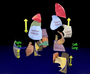 Lung Pulmonary segment anatomy model