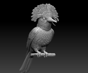 bird Amazonian royal flycatcher