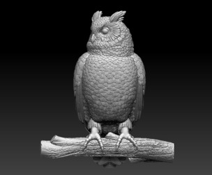 owl bird