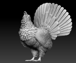 capercaillie BIRD
