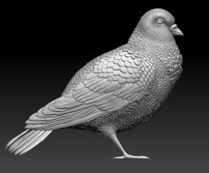 dove PIGEON bird
