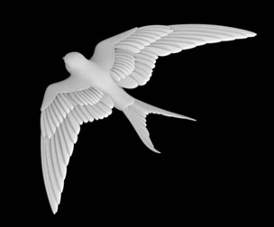 swallow bird