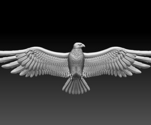 bird eagle falcon hawk