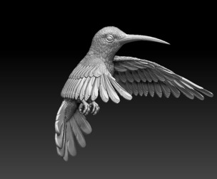 colibri humming bird