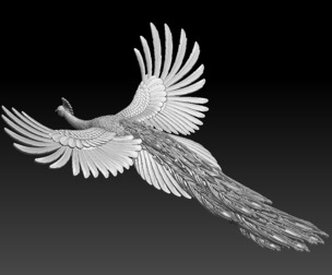 peacock bird