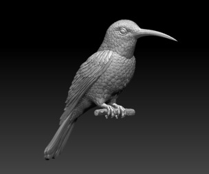 colibri humming bird