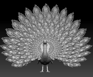 peacock bird