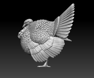 turkey bird