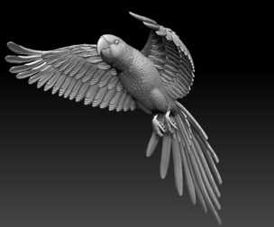 parrot bird