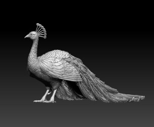 peacock bird