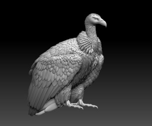 vulture bird
