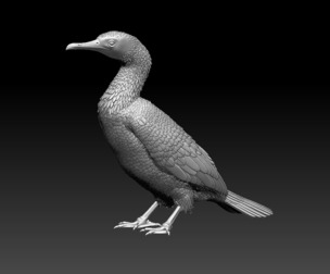 cormorant bird