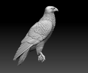 hawk  bird