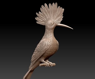hoopoe bird