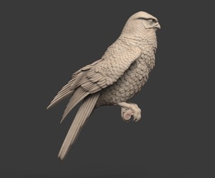 falcon bird