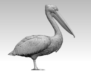 pelican bird