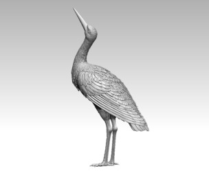 stork bird