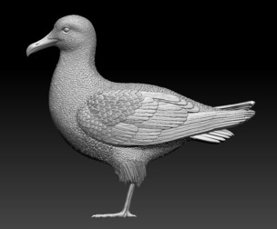 seagull bird