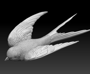 swallow bird