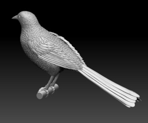 magpie bird