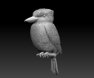 kookaburra bird