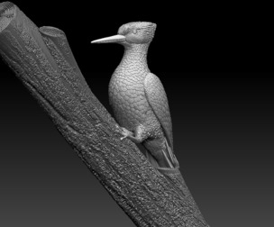 woodpecker bird