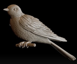 cuckoo bird