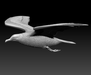 seagull bird