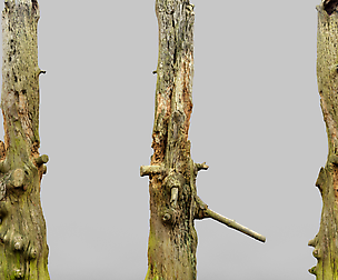 Arrow Stump Bark Tree