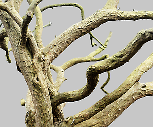 Big Tree