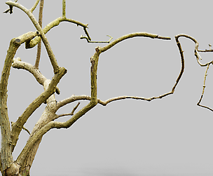 Cherry Tree
