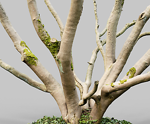 Curly Tree