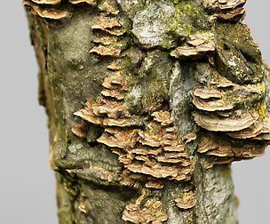Cute Tree Stump