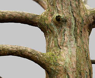 Dancing Tree