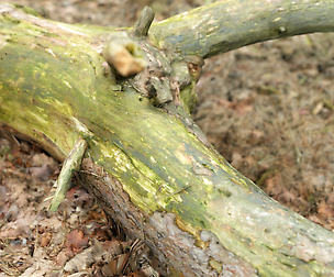 Ground Tree