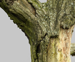 Lonesome Tree
