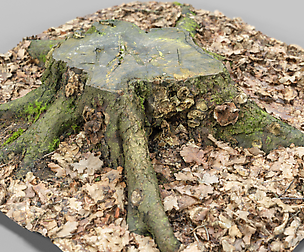 Moss Stump Tree