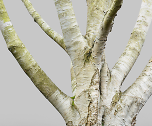 Paper Tree