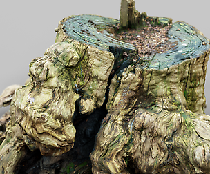 Roots 1 Tree Stump