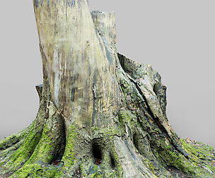 Roots 2 Tree Stump