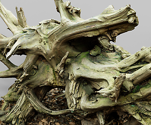 Roots 3