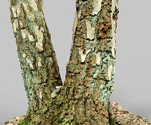 Split Foundation Tree Stump