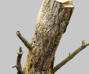 Stumpy tree Stump