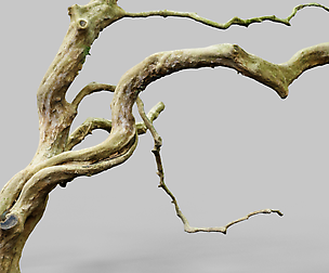 Wiggly Tree