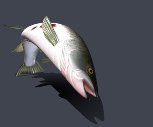 Dead salmon.
