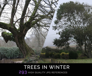 Trees In Winter