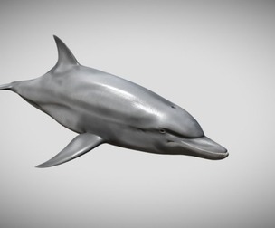 Bottlenose Dolphin