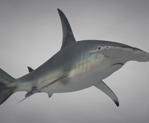 Great Hammerhead Shark
