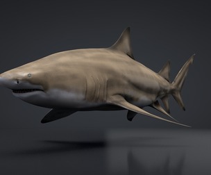 Lemon Shark